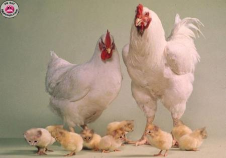 mais cmnt je pe le lui dire ke ce sont po ces vrai enfants